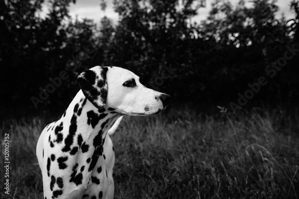 Obraz Cute And Beautiful Dalmatian In Black And White
