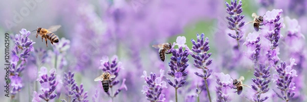 Fototapeta Honey bee pollinating lavender flowers. Plant decay with insects. Blurred summer background of lavender flowers with bees. Beautiful wallpaper. soft focus. Lavender Field