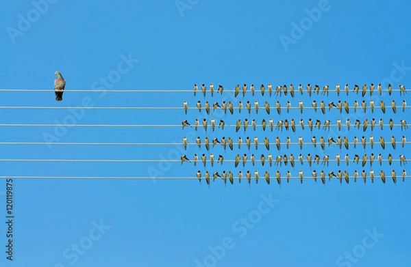 Obraz     Individuality concept, birds on a wire 