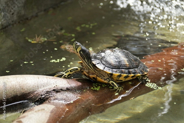 Fototapeta Żółw czerwonolicy