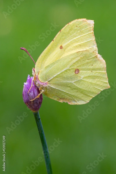 Obraz common brimstone - Gonepteryx rhamni