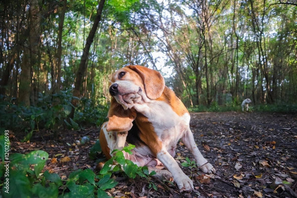 Fototapeta A cute beagle is scratching itself on the dried leaves in the forest.