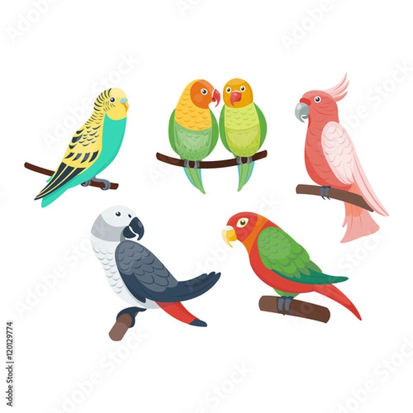 Obraz Cartoon parrots set and parrots wild animal birds. Tropical parrots feather zoo birds, tropical fauna macaw flying ara. Various cartoon exotic birds set with parrots vector illustration.