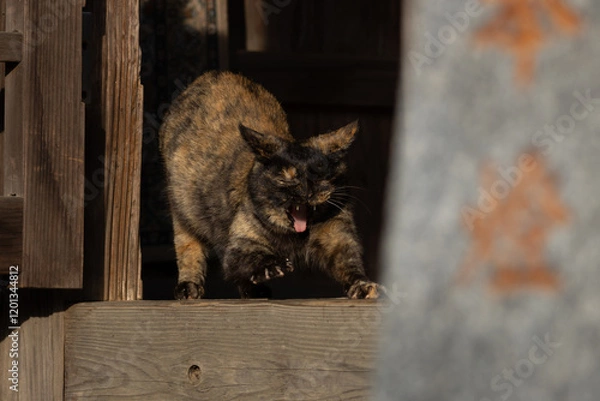 Fototapeta 正月の神社で伸びをするサビ猫柄の野良猫
