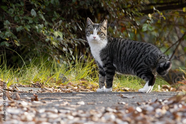 Fototapeta 公園の落ち葉の絨毯と仁王立ちするキジトラ柄とハチワレ柄の野良猫