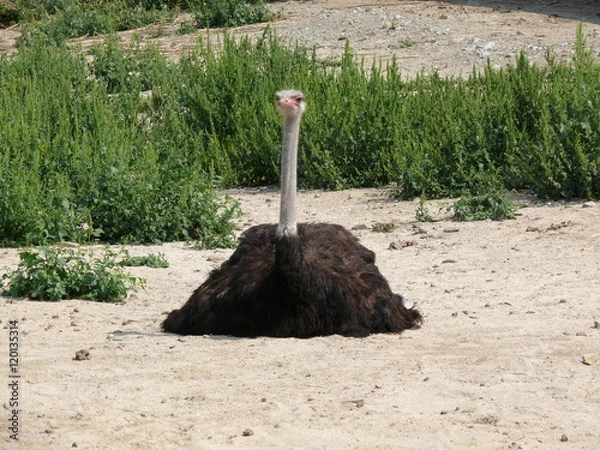 Fototapeta Страус высиживает яйцо