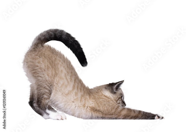 Fototapeta Cute house cat kitten, with tabby point pattern, bowing down side ways like stretced downwards dog yoga pose. Looking straight ahead showing profile. Isolated cutout on a transparent background.