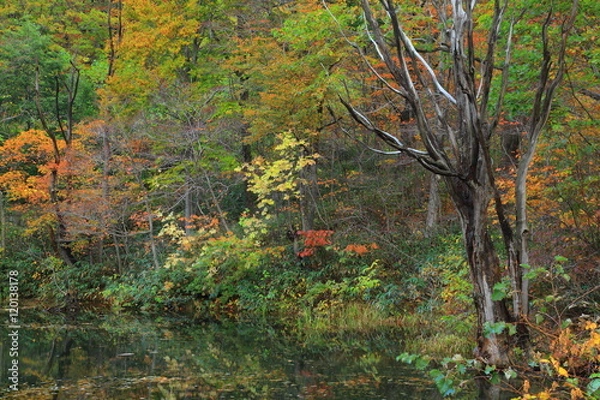 Fototapeta 八幡平　紅葉の松川渓流
