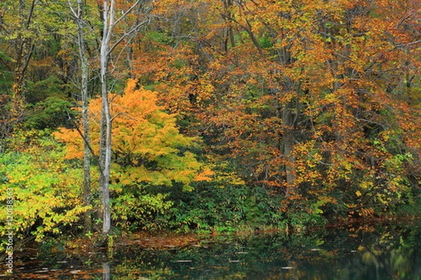 Fototapeta 八幡平　紅葉の松川渓流
