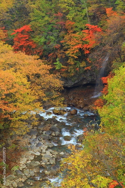 Fototapeta 八幡平　紅葉の松川渓流