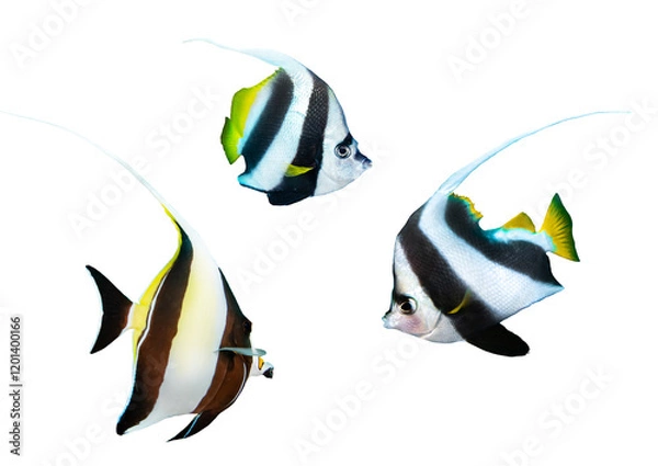 Fototapeta Bannerfish & Moorish Idol Collection - isolated PNG with Transparent Background