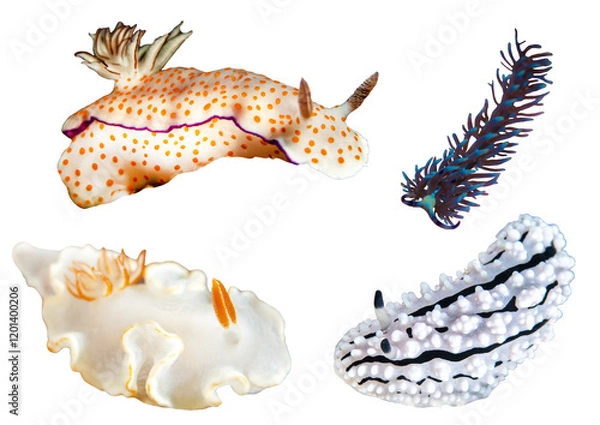 Fototapeta Nudibranchs Collection - Isolated PNG with Transparent Background