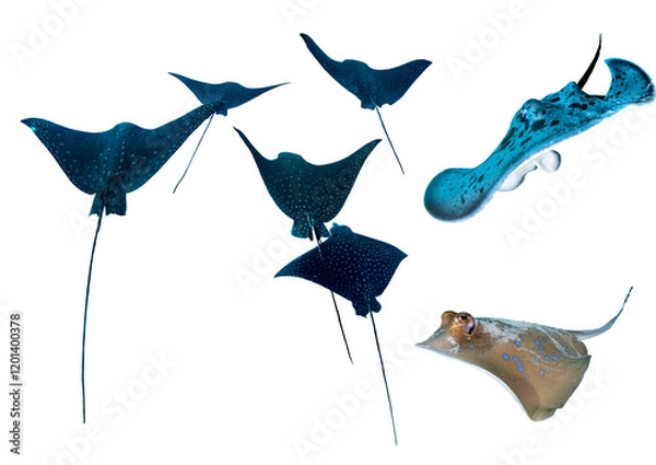 Fototapeta Rays Collection From Tropical Waters – Isolated PNG with Transparent Background