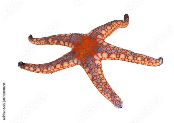 Fototapeta Noduled sea star, Fromia nodosa - Isolated PNG with Transparent Background