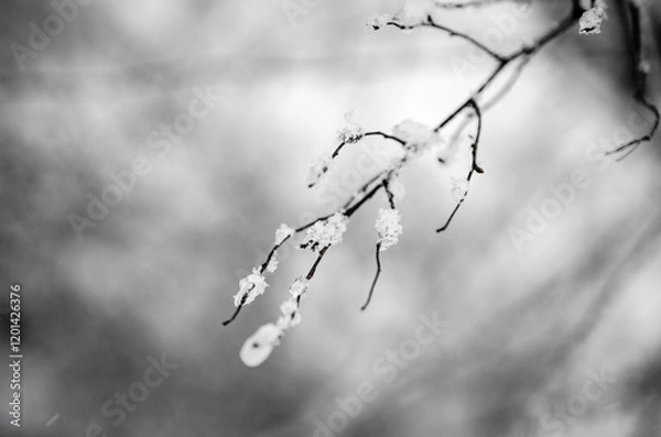 Obraz snow on branch