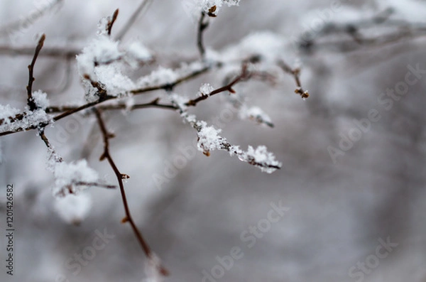 Obraz snow covered branches