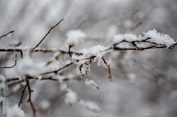 Fototapeta branches covered with snow