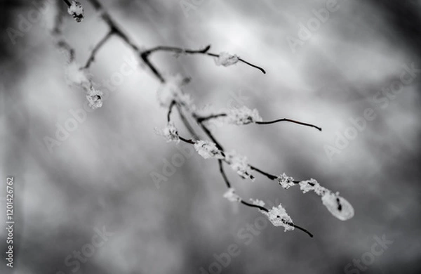 Fototapeta branches of a cherry tree