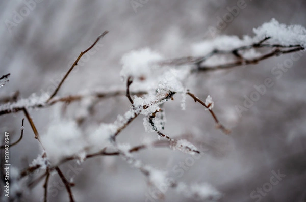 Fototapeta branches covered with snow