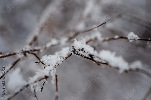 Obraz snow covered branches