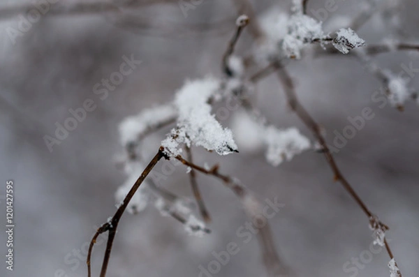 Obraz snow covered branches