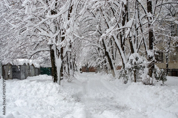 Obraz snow covered trees
