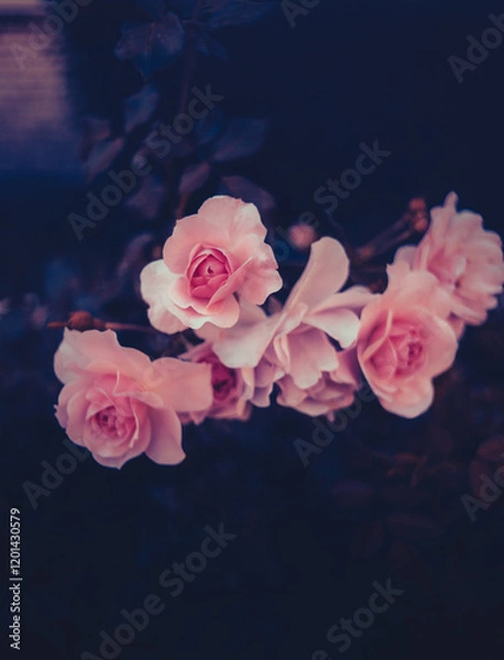 Fototapeta In the garden, at dusk on a summer's eve, beautiful pink roses bloom on a bush. The beauty of nature is truly romantic. Flora.