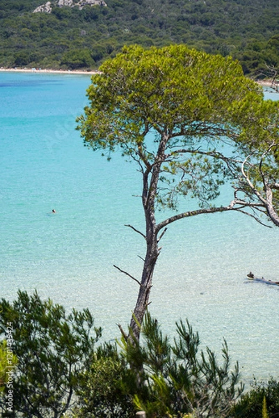 Obraz tree on the beach