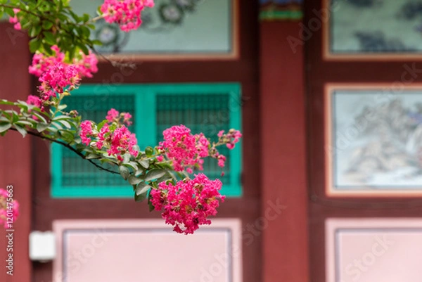 Fototapeta 백일홍