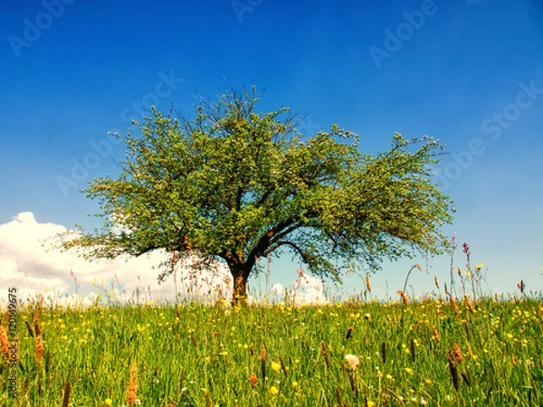 Fototapeta lonely tree (246) apple tree