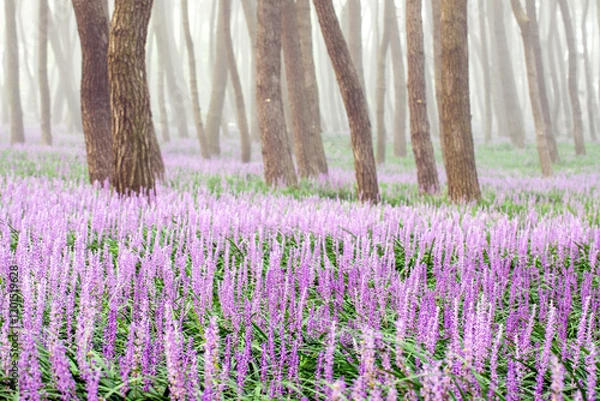 Fototapeta 송림숲