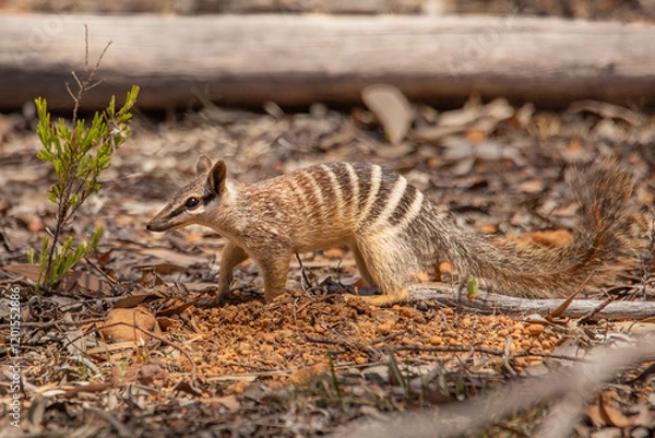 Fototapeta Numbat