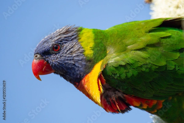 Obraz Rainbow Lorikeet