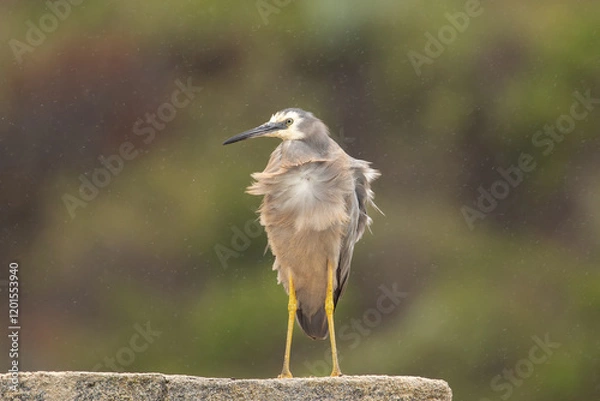 Fototapeta White-faced heron