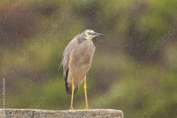 Fototapeta White-faced Heron
