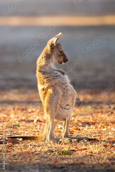 Fototapeta Baby Kangaroo