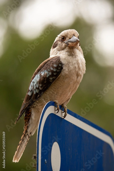 Fototapeta Kookaburra