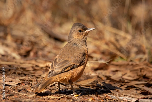 Fototapeta Rufous Treecreeper