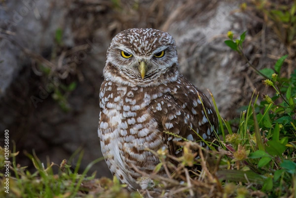 Fototapeta Burrowing owl