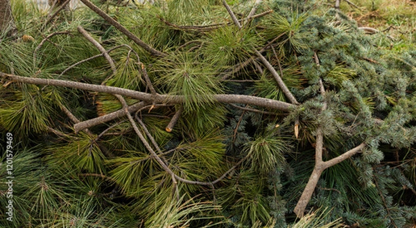 Obraz cut branches of a fir tree, coniferous tree