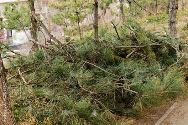 Obraz felled branches on the ground