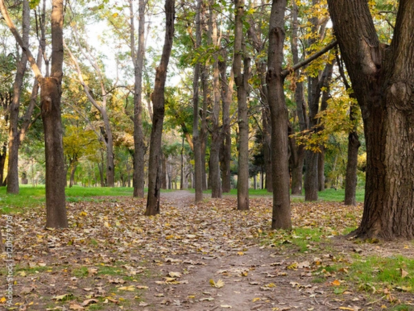 Obraz walkway between trees in a park
