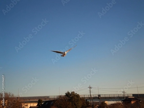 Fototapeta ユリカモメ