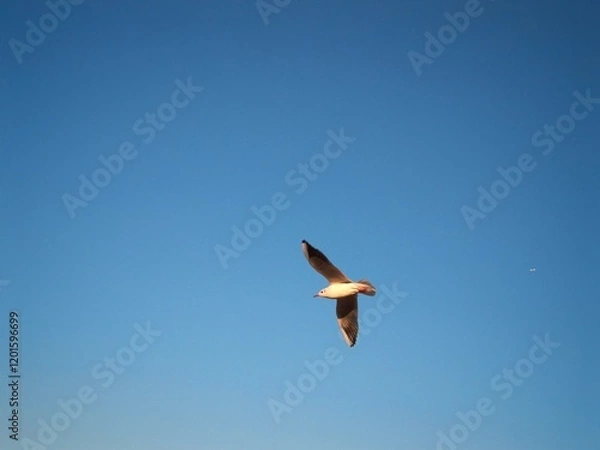 Fototapeta ユリカモメ