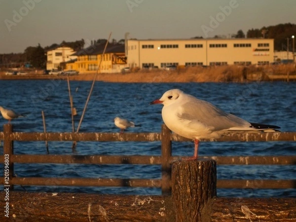 Fototapeta ユリカモメ