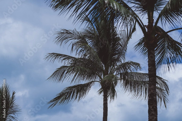 Obraz Lush green palm trees sway gently against a backdrop of a bright blue sky with soft white clouds