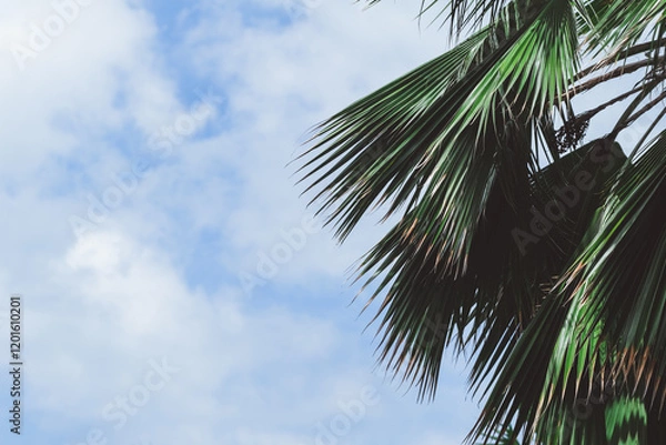Obraz Close-up of lush palm leaves against a bright blue sky with scattered clouds