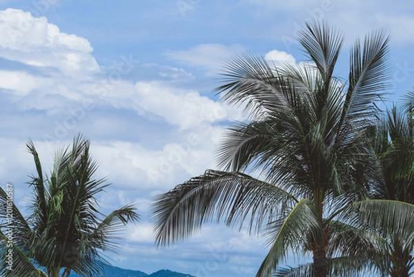 Fototapeta Lush green palm trees sway gently against a backdrop of a bright blue sky with soft white clouds