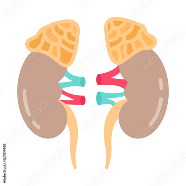 Fototapeta Adrenal Gland Flat Icons, Vector illustration