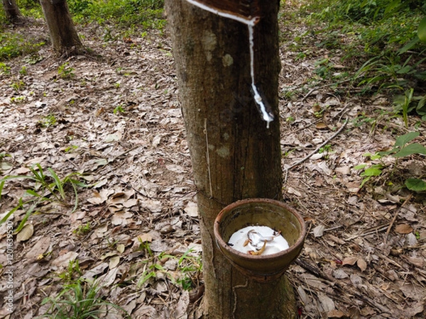 Obraz A close-up of a rubber tree with latex flowing into a small clay cup in a tropical plantation, surrounded by dry leaves and lush greenery